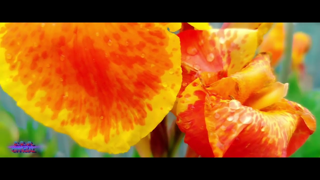 DeeBowy. Madia video shot 