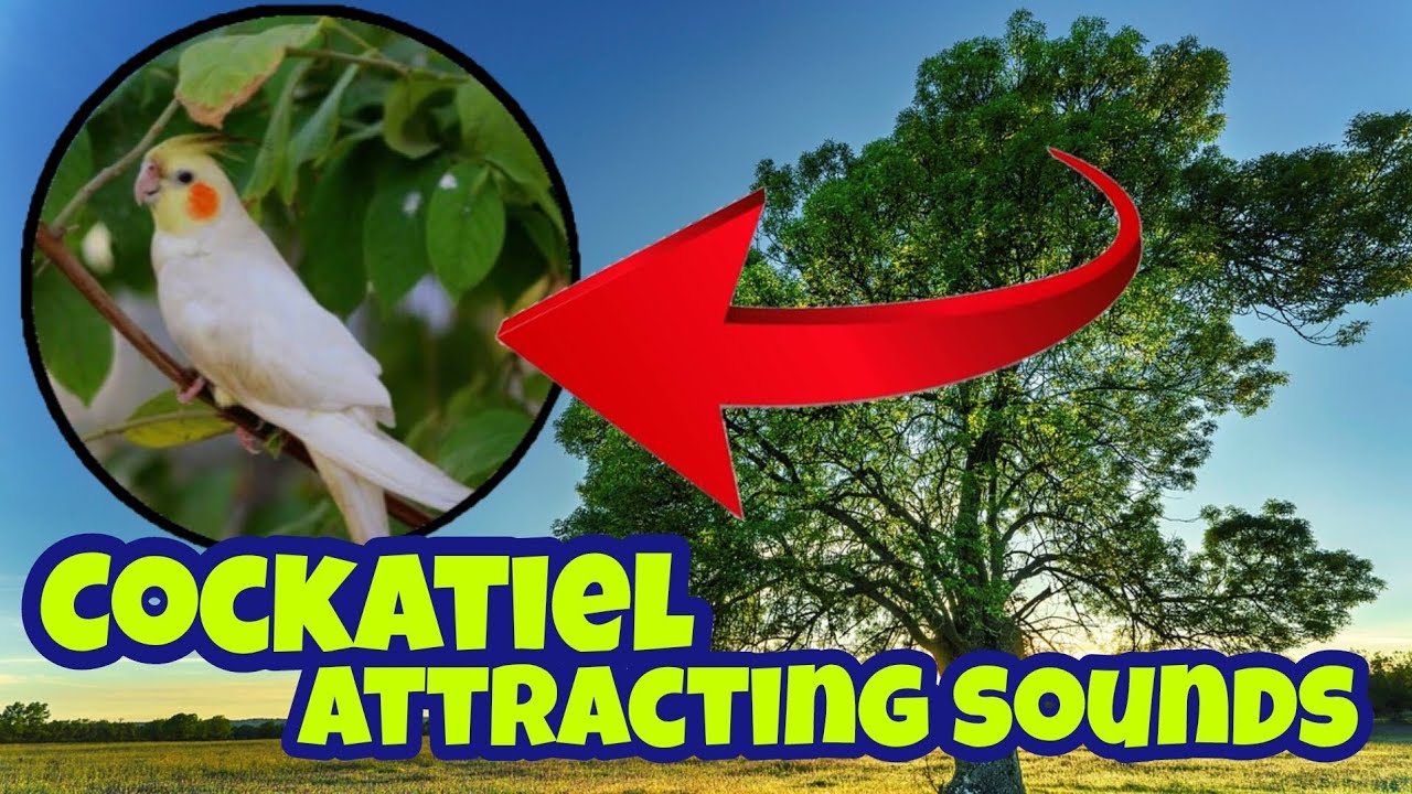 COCKATIEL ATTRACTING SOUNDS! Great for trying to locate a lost cockatiel