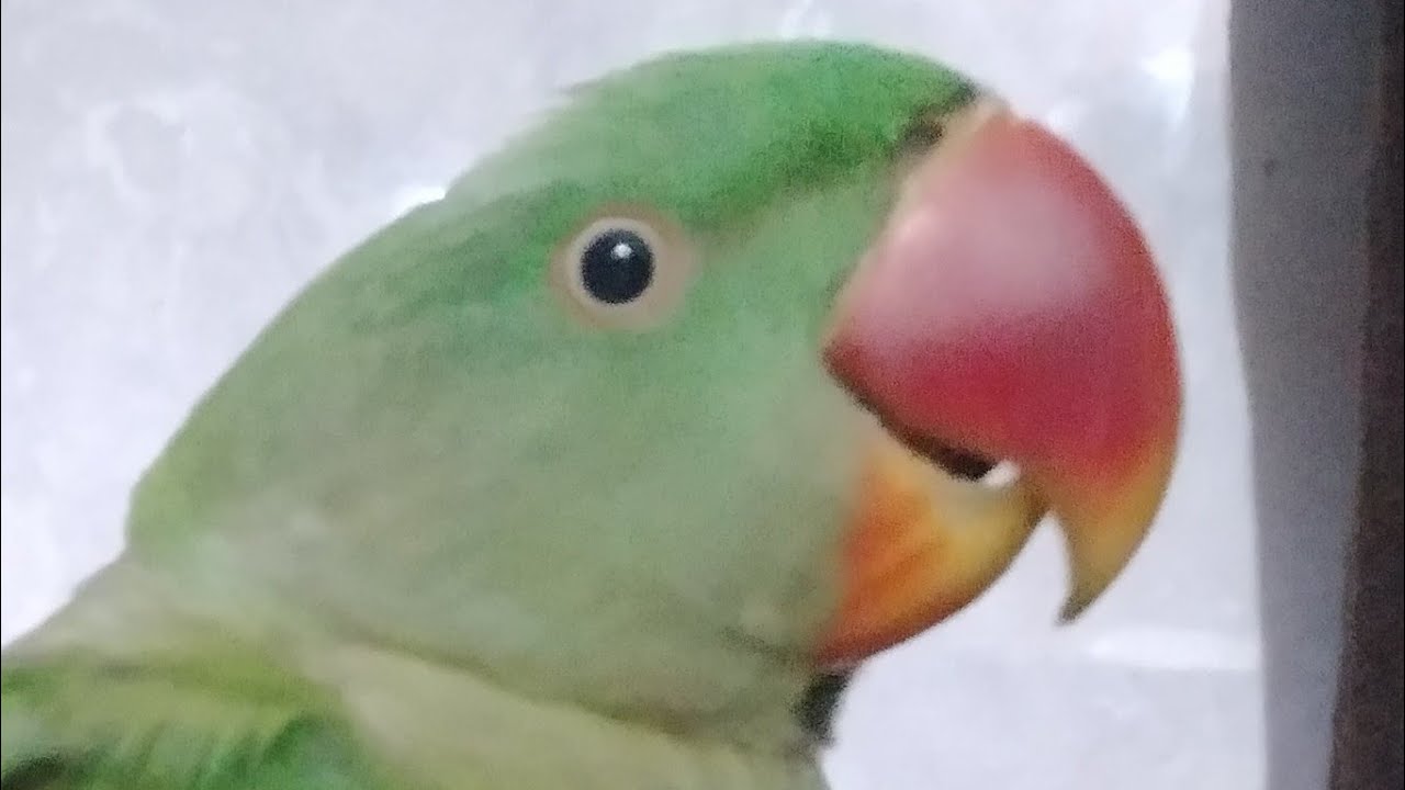 parrat talking