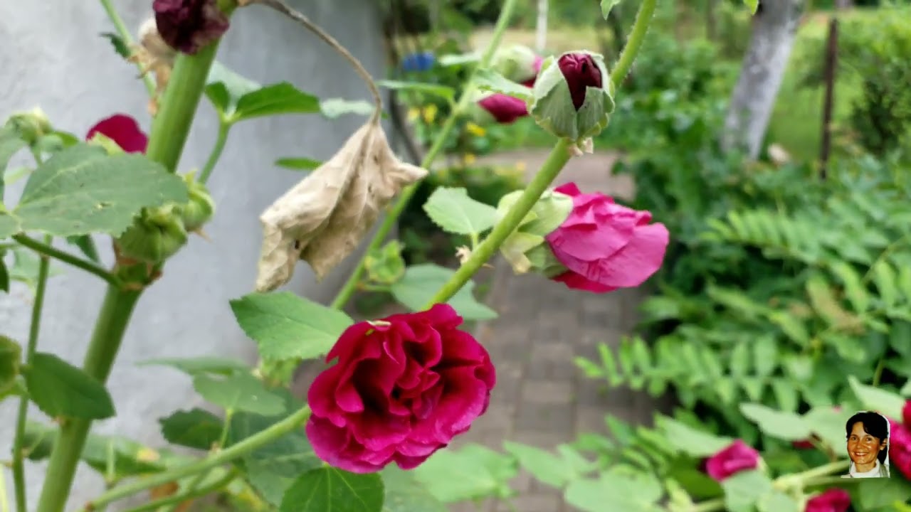 Alcea rosea needs help ...💕 Alcea rosea potrzebuje pomocy ...💕 Alcea rosea には助けが必要です。 4K