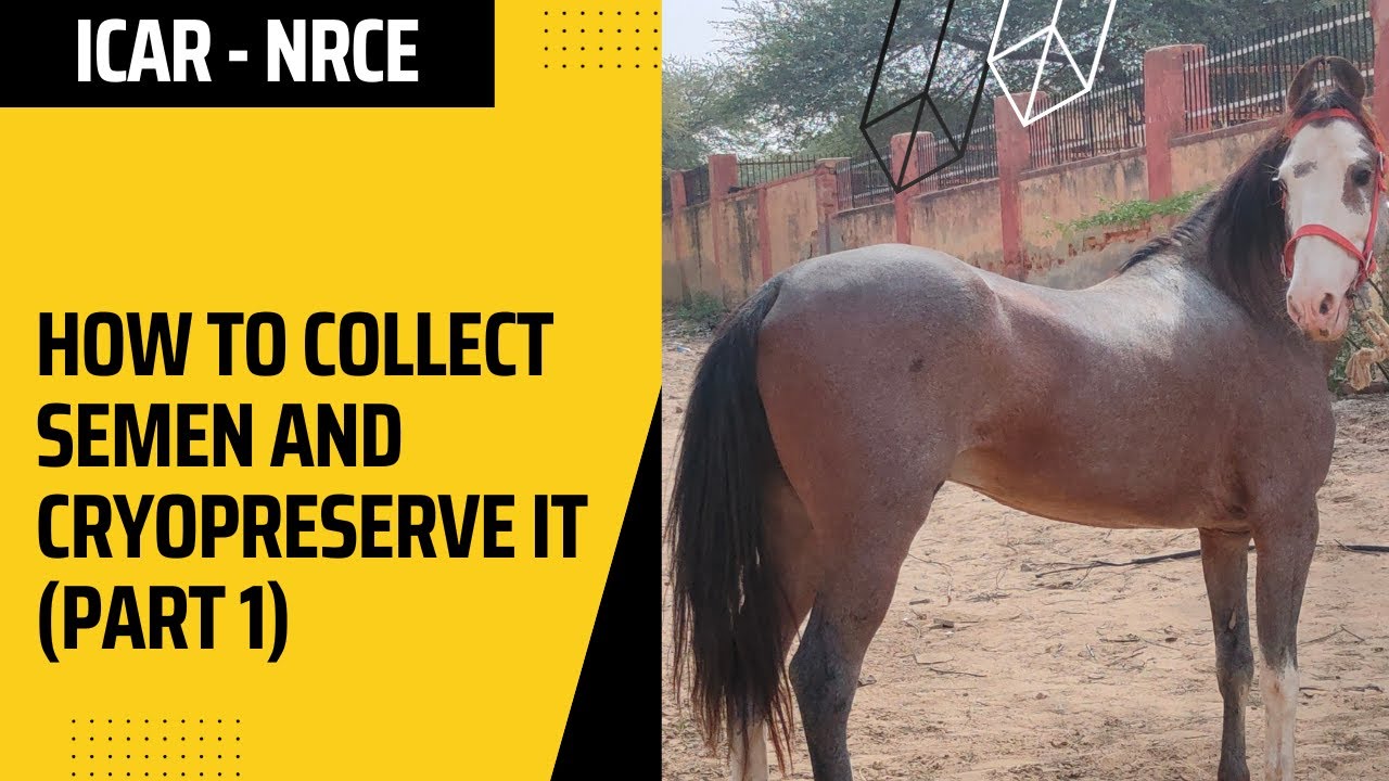 Preparing mares for semen collection वीर्य संग्रह के लिए घोड़ियों की तैयारी ICAR-NRCE, Hisar