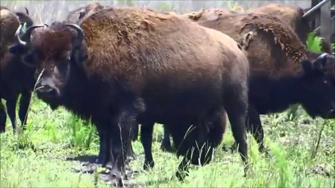 Bison on Paynes Prairie