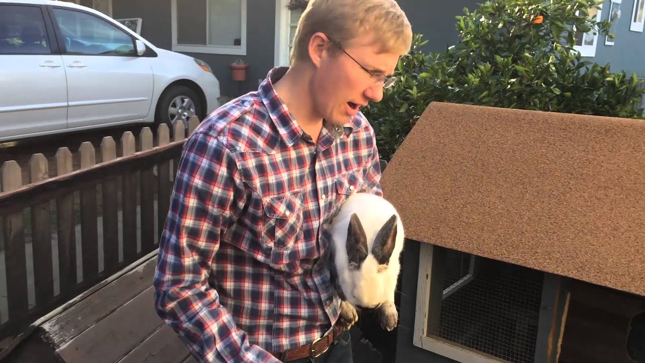 Kill Fleas on Rabbits