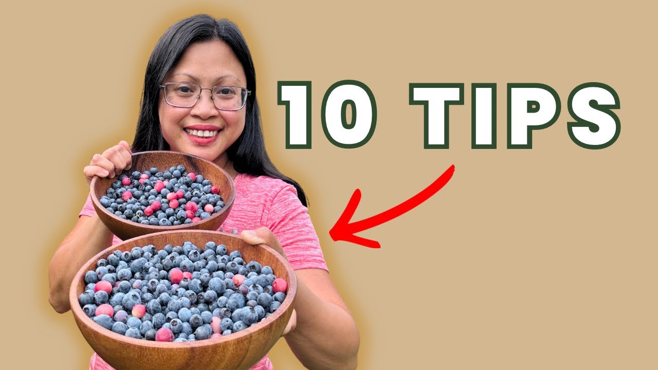 10 Tips to Grow Blueberries in a Raised Bed