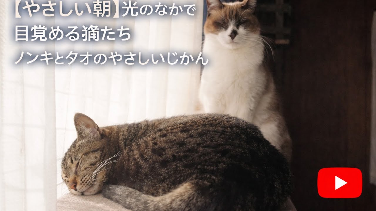 【やさしい朝】光のなかで目覚める猫たち　ノンキとタオのやさしいじかん video diary-Lifelog 1309