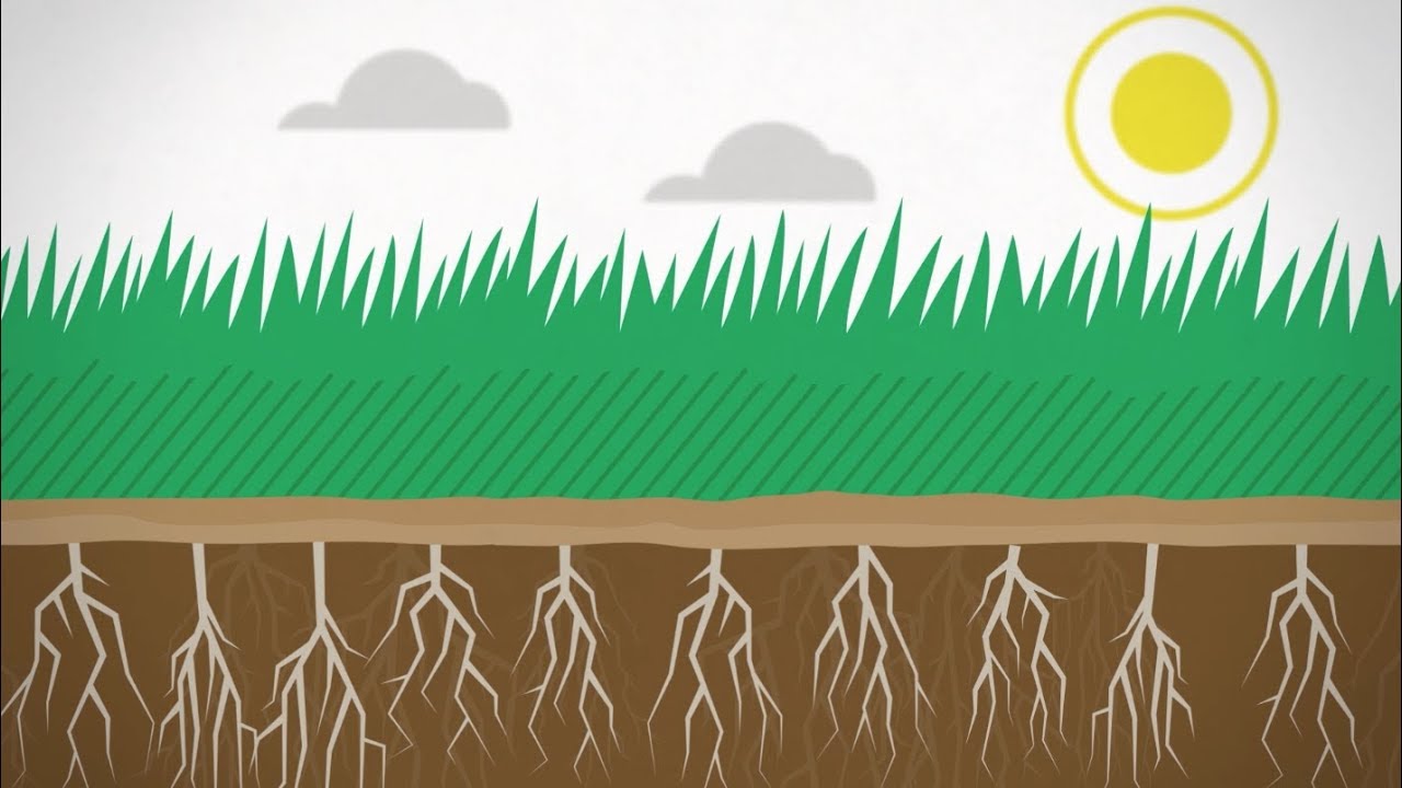 LESCO PolyPlus от SiteOne Landscape Supply