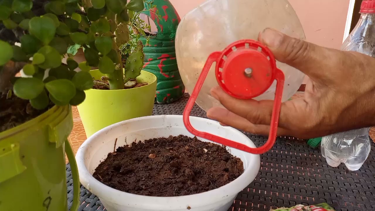 كيفية زراعة الطماطم المعلقة.How to grow hanging tomatoes.