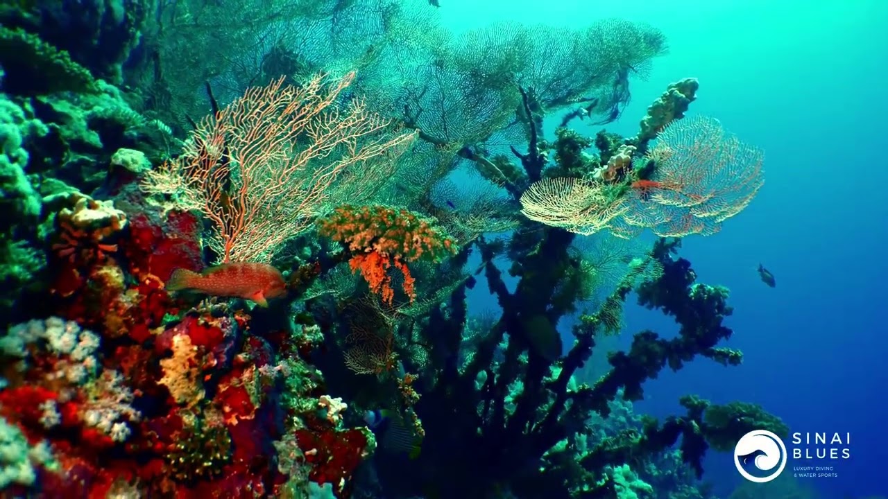 Ras Nasrani - Sharm El Sheikh - Red Sea Marine Life - Scuba Diving 🤿 Egypt