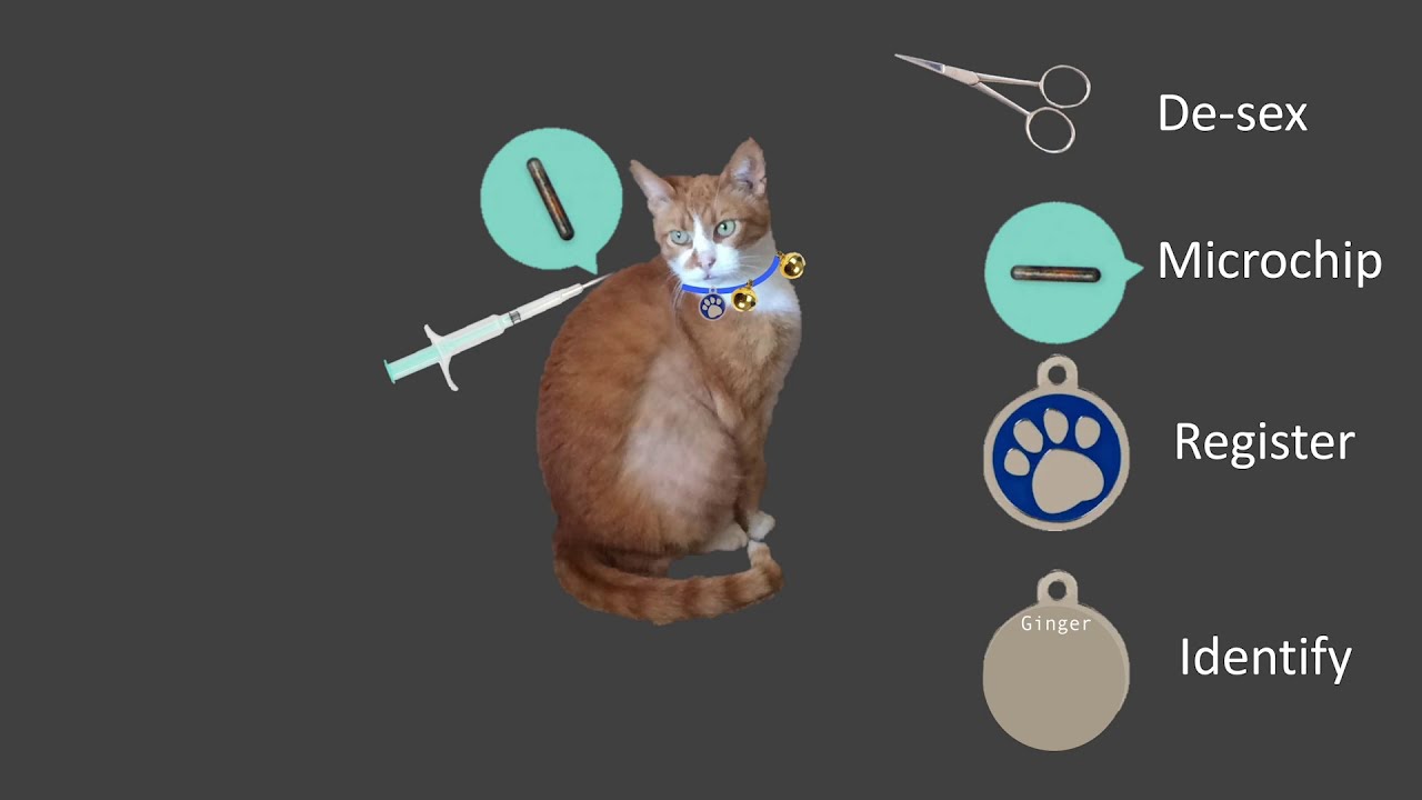 Cat Owner's Legal Responsibilities