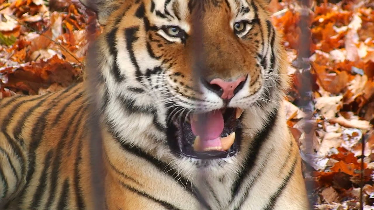 【迫力】アムールトラの鳴き声 - Roaring Siberian Tiger