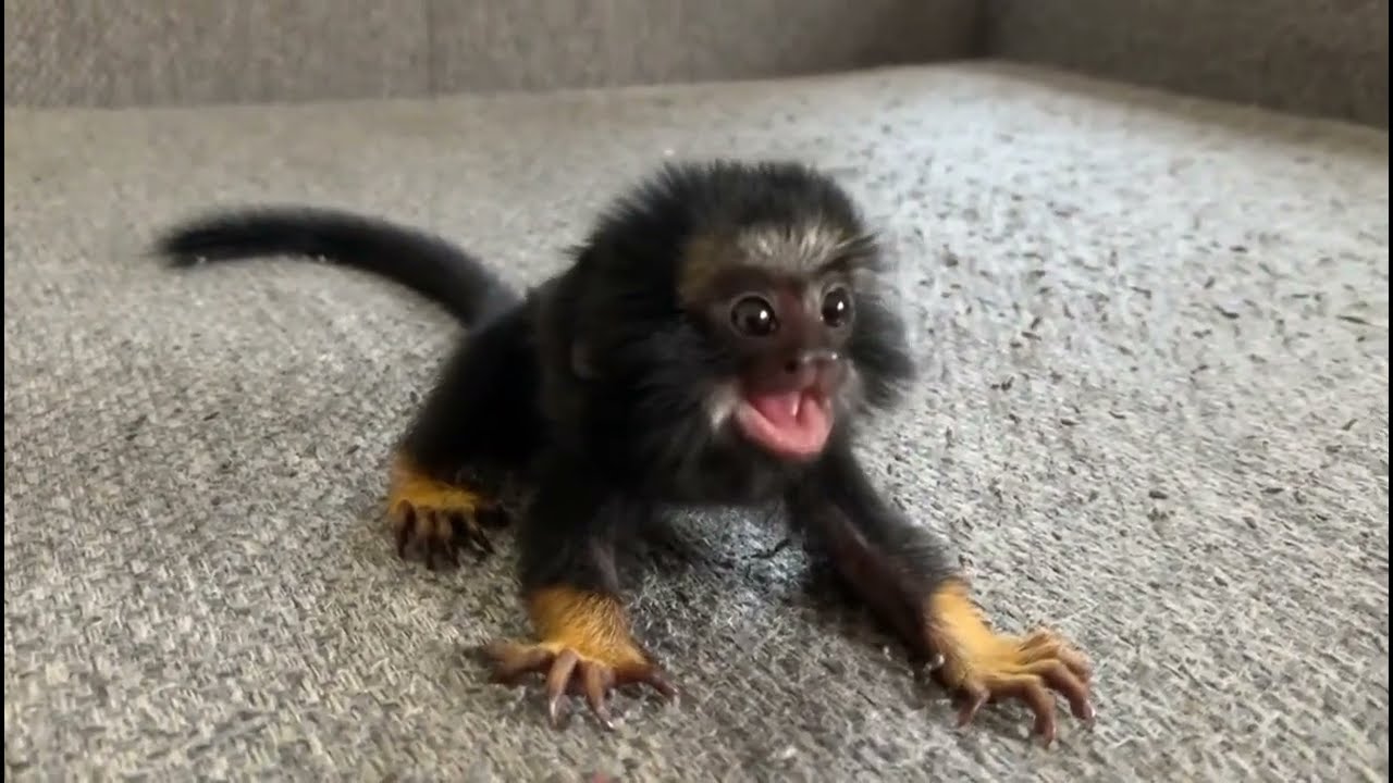 Adorable Tiny Tamarin and marmoset monkey