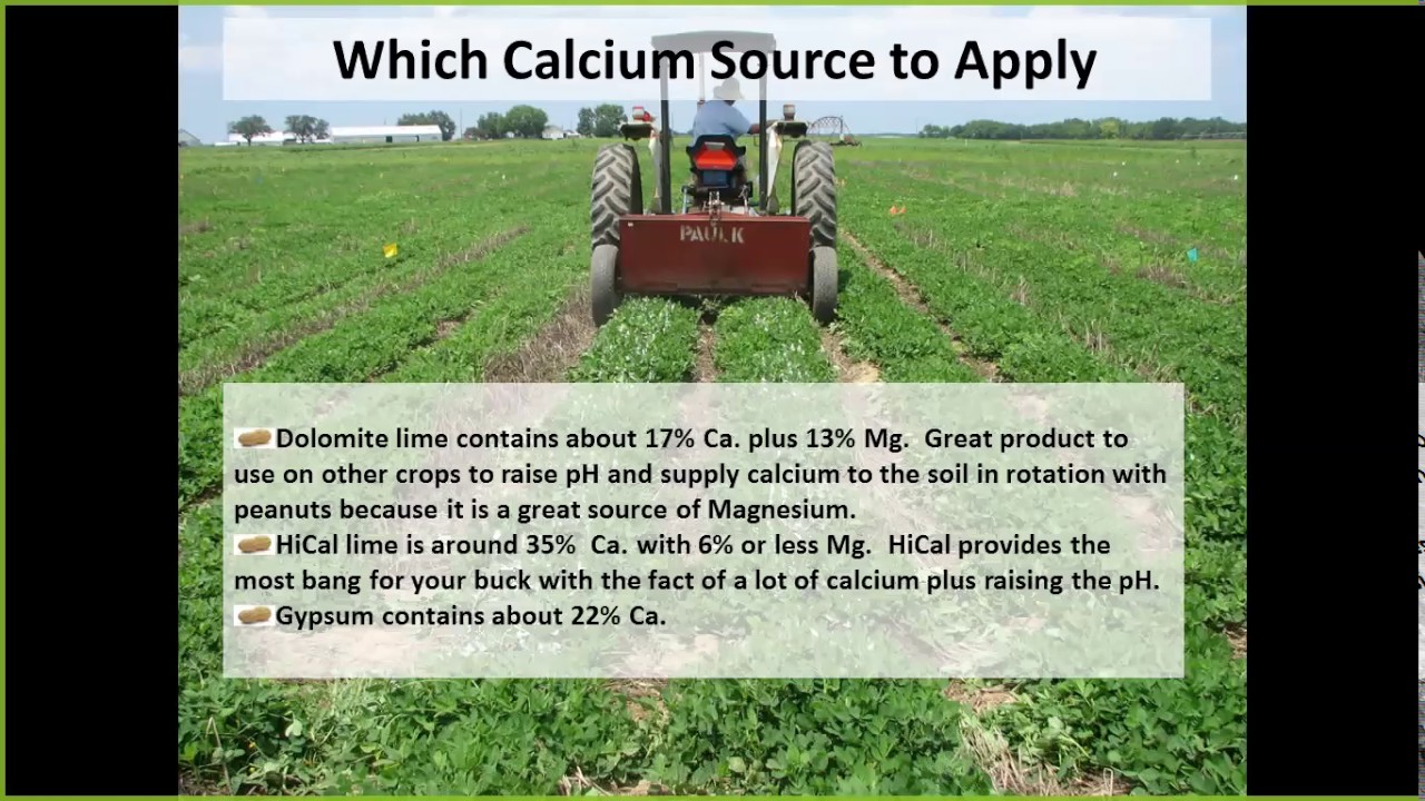Calcium in Peanuts - Kris Balkcom