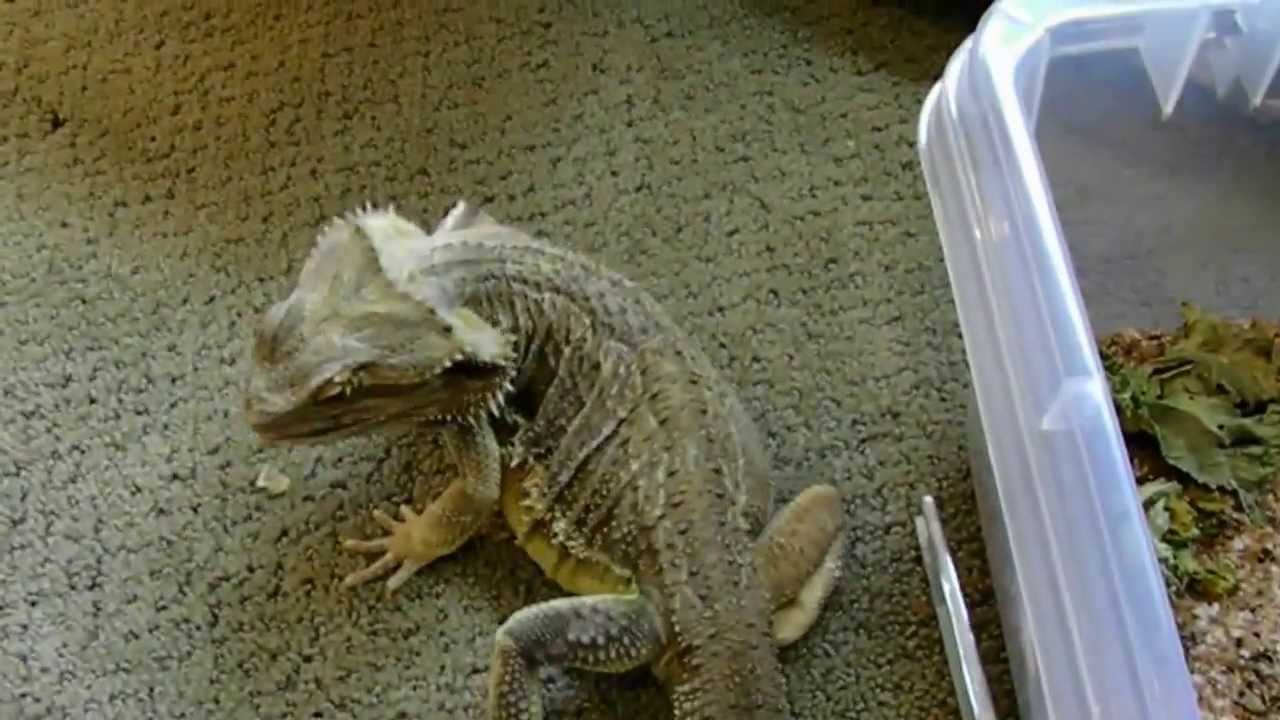 Bearded Dragon helps unbox super worms