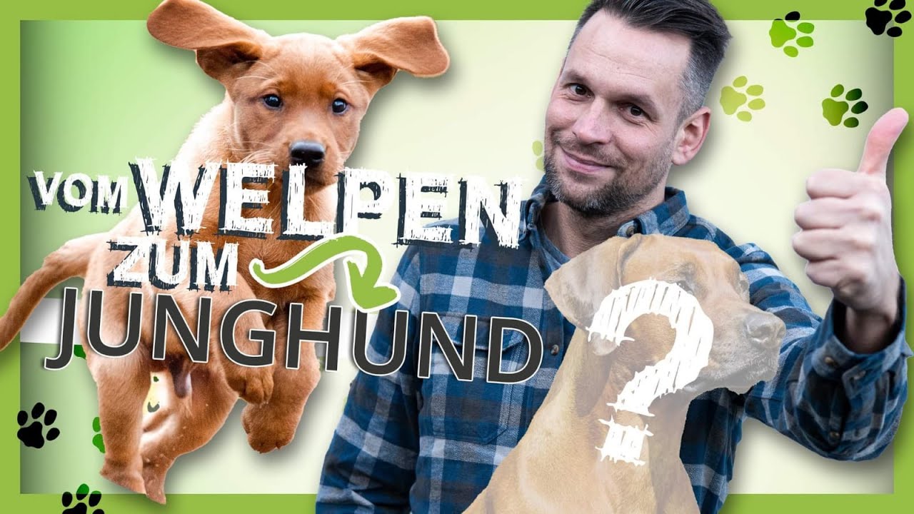 Vom WELPEN zum JUNGHUND: 4 Grundlagen für eine gute Entwicklung