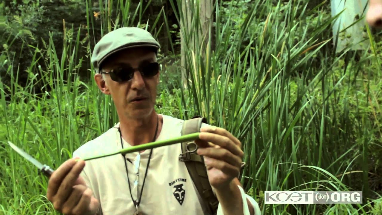 California Foraging: Hahamongna