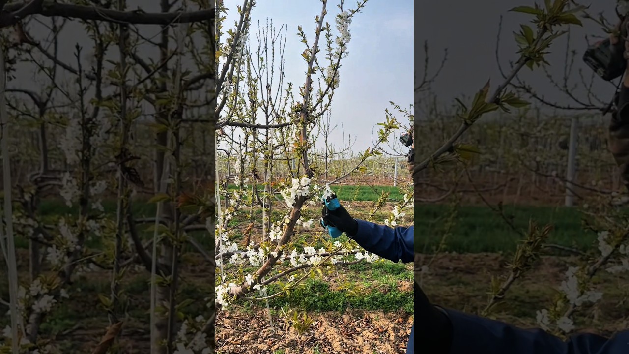 Cherry Tree Pruning Secrets for Bigger Harvests 🍒#satisfying​ #pruning​ #shorts​