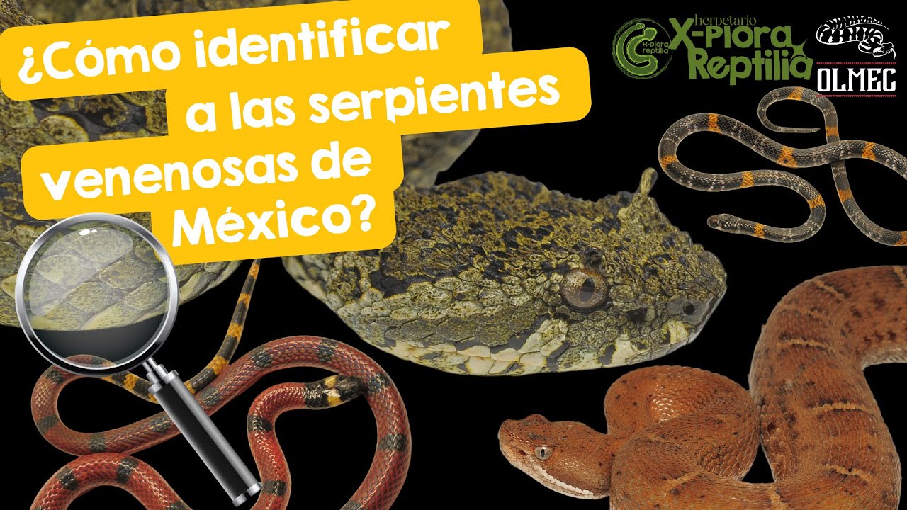 ¿Cómo identificar a las serpientes venenosas en México?