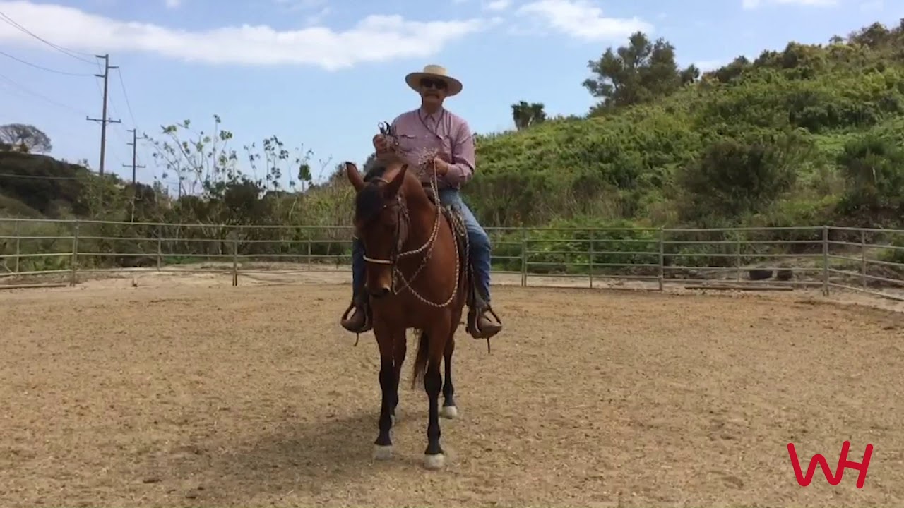 Neck Reining Tips with Bruce Sandifer