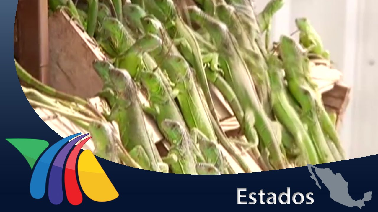Crianza de iguanas genera 23 mil ejemplares al año en Chiapas | Noticias de Chiapas