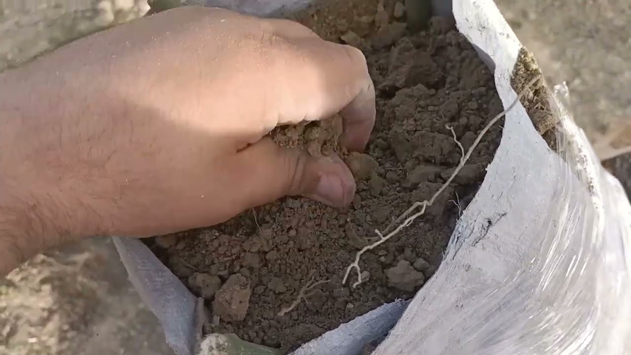ZEYTİN AŞISI