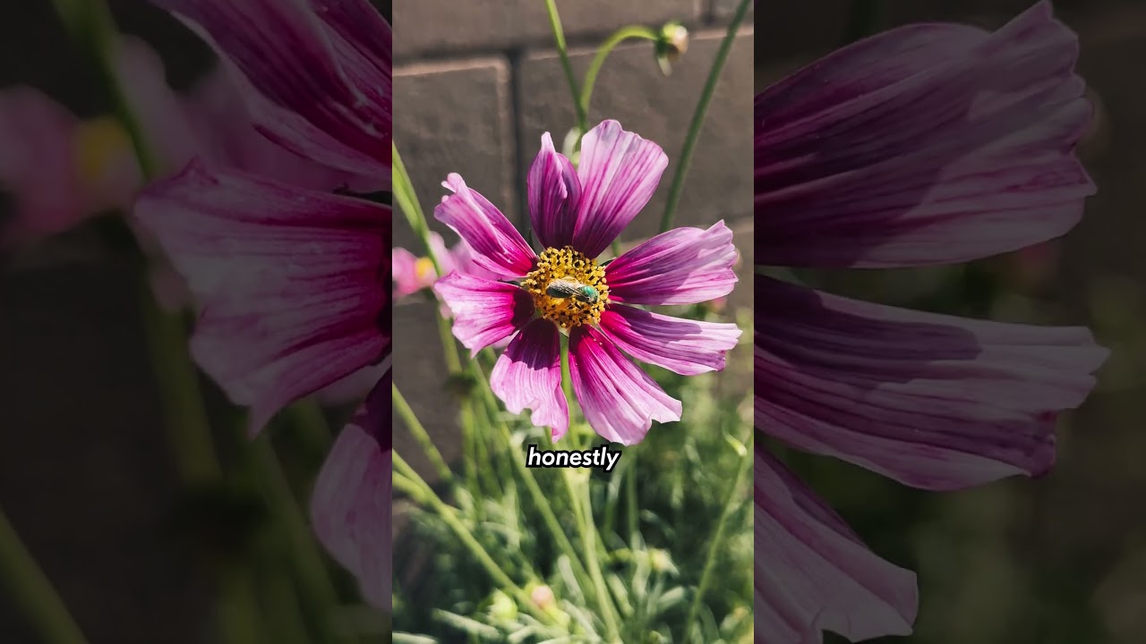 Native Pollinators - The Essential Workers of My Organic Urban Garden #pollinators #pollinatorgarden