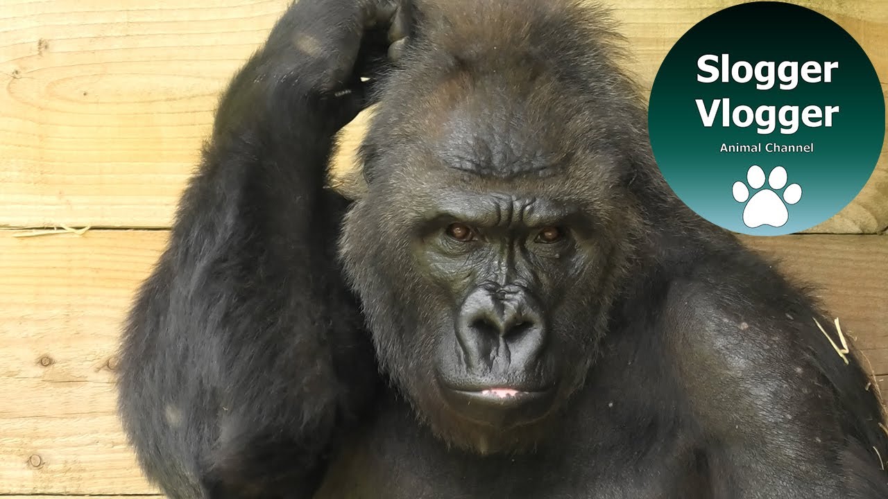 Surrogate Gorilla Mum Pulling Her Hair Out