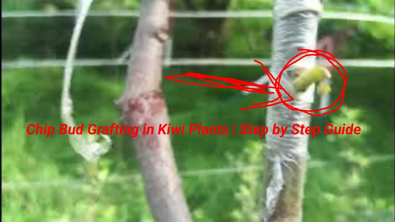 Chip Bud Grafting in Kiwi Plants | Step by Step Guide
