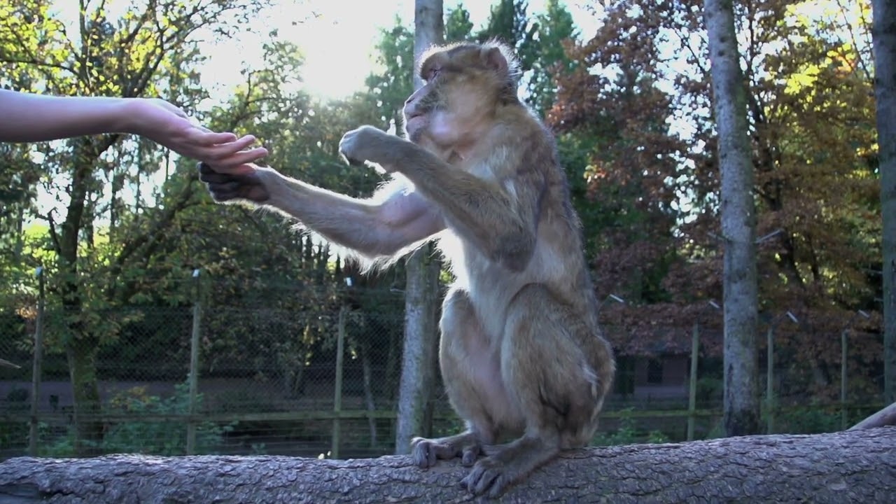 Ape Eating Monkey - Wildlife Animals in Nature - Slow Motion