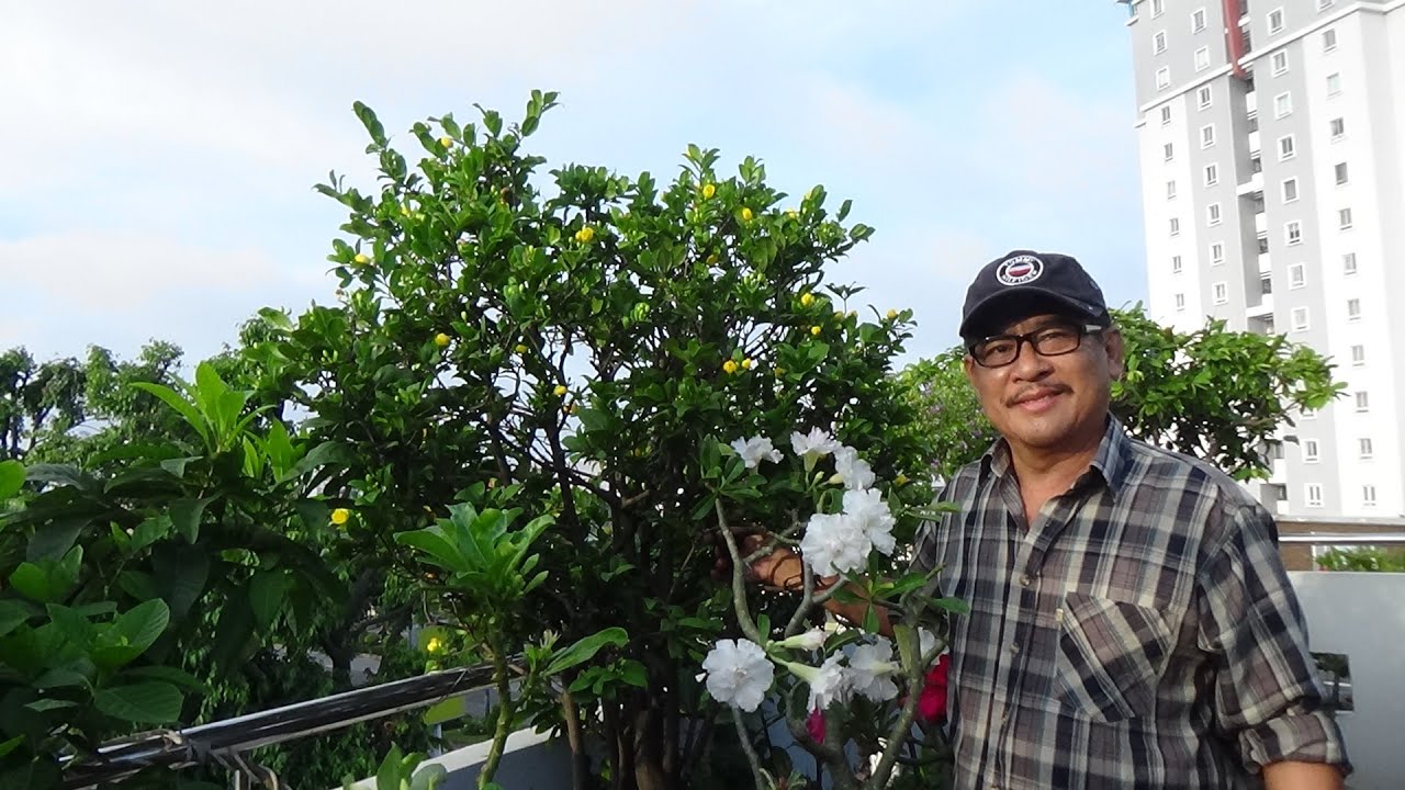 SỰ KHÁC NHAU GIỮA MAI VÀNG VÀ MAI TỨ QUÍ TUY CÙNG HỌ .