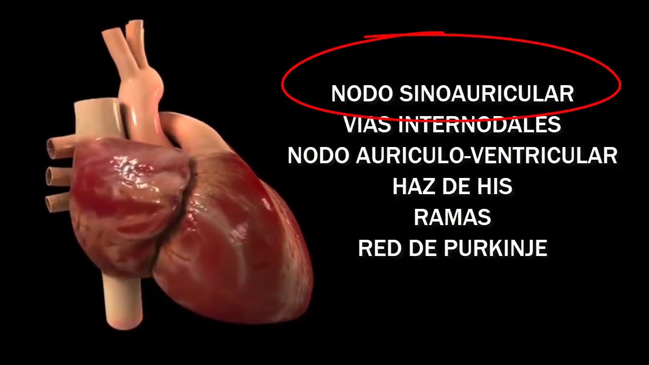 ANATOMIA DEL CORAZÓN Y PERICARDIO