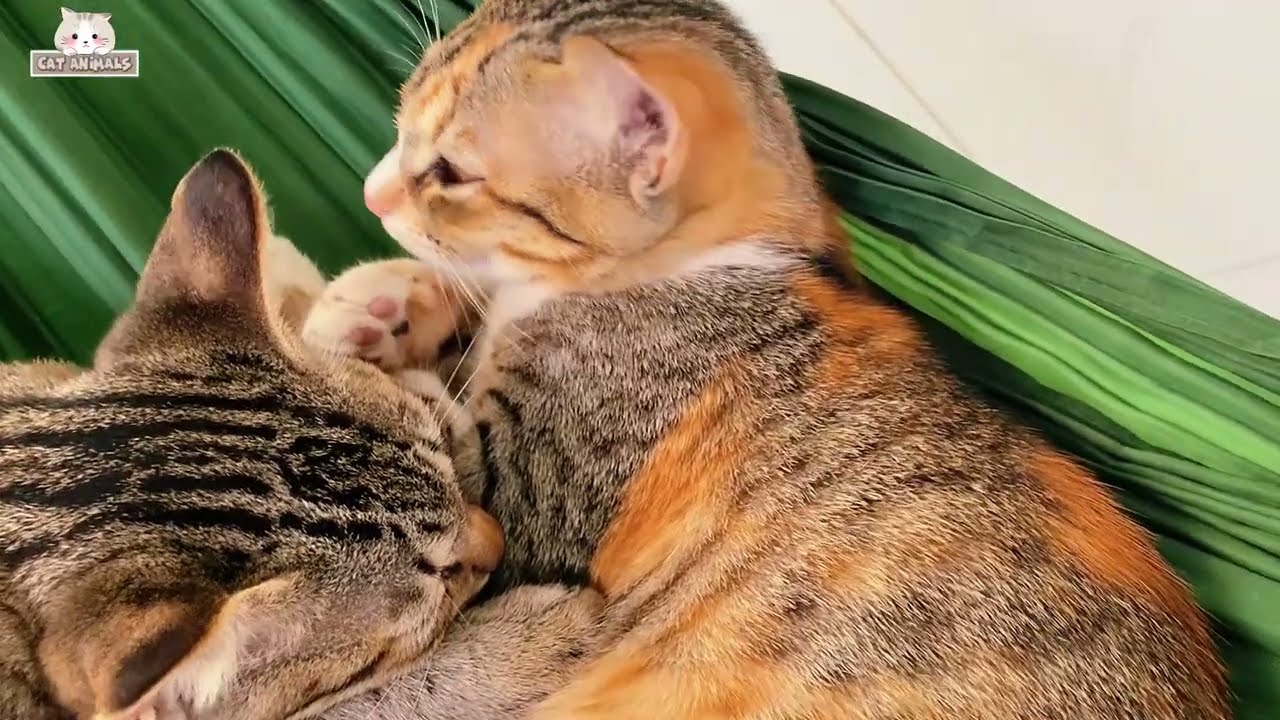 The cats are playing together like mischievous little babies 😍🥰#cat #suncats #funnycats #animals 