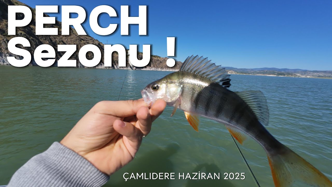 Perchlere Doyamadık ! Haziran 2025 Çamlıdere Balık Avı