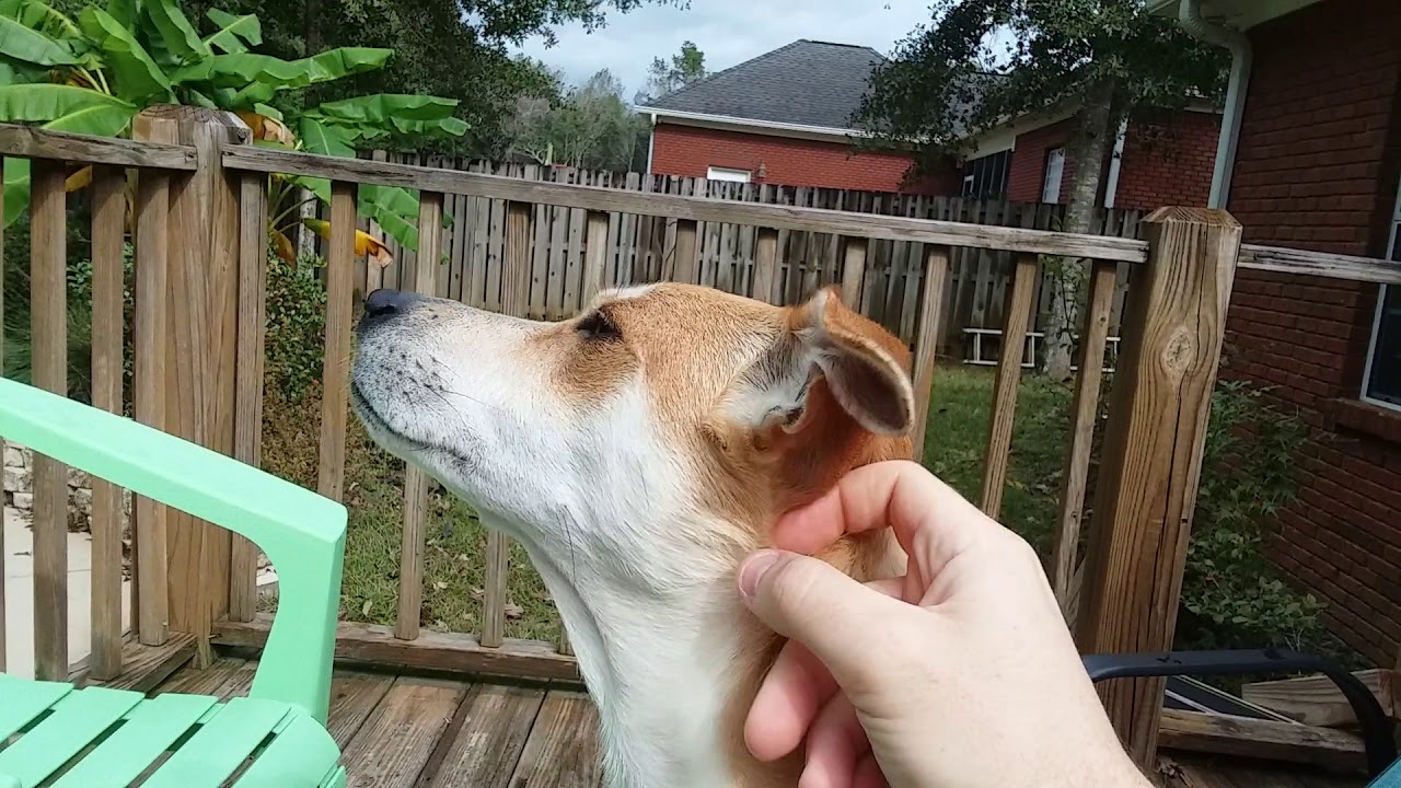 Scratching My Dog's Ear