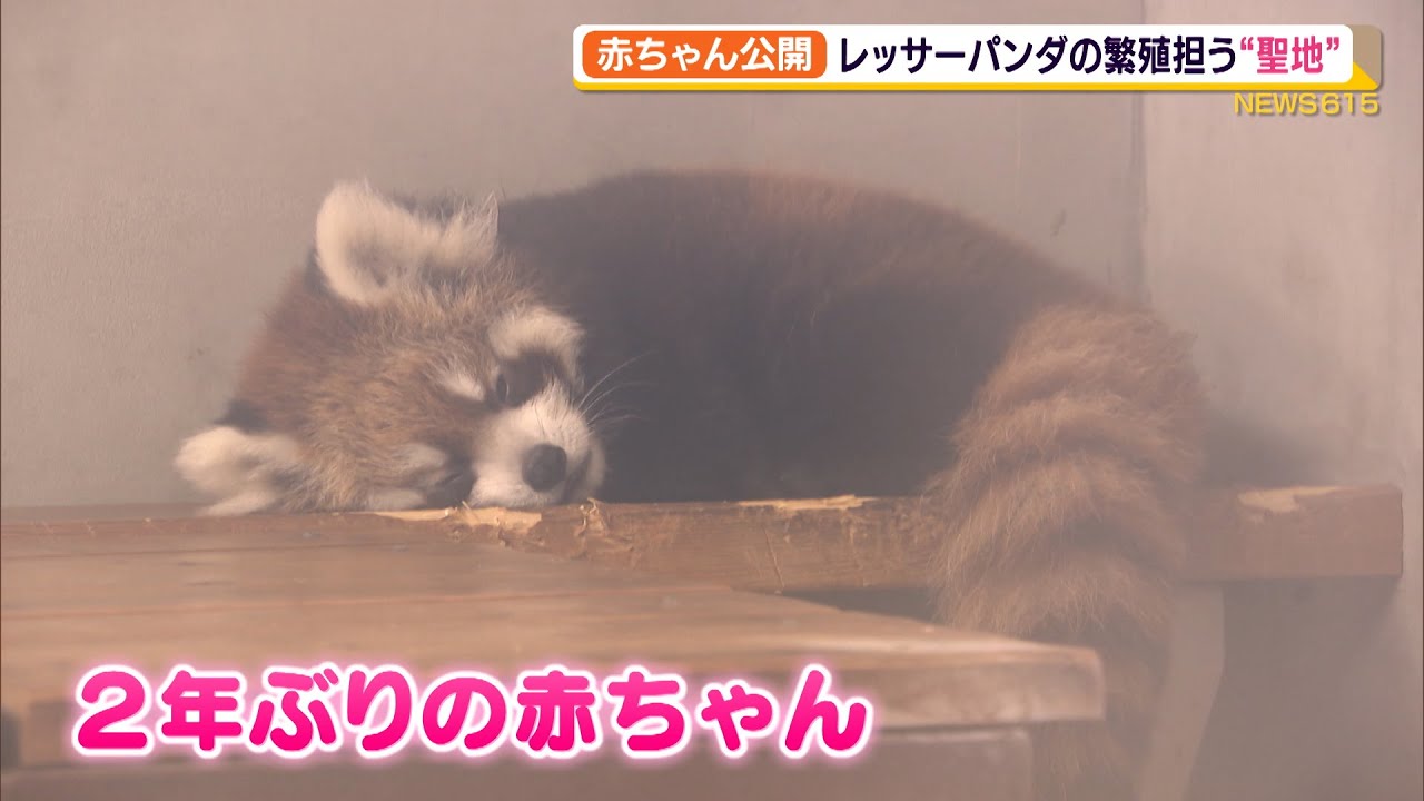 日本平動物園でレッサーパンダの赤ちゃん一般公開（静岡県）