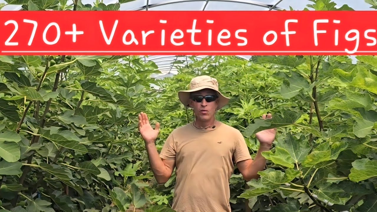 Fig Farm Tour 2025