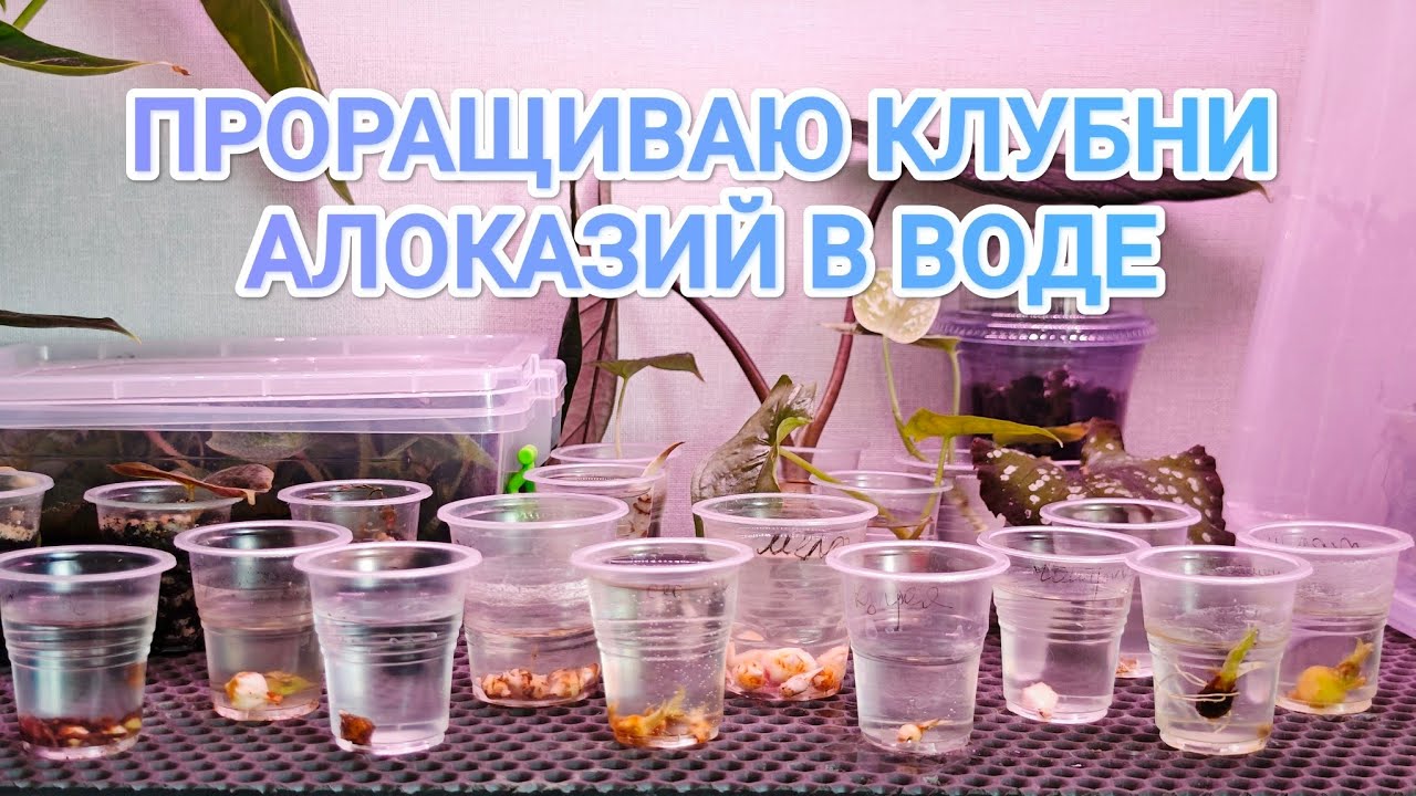 КЛУБНИ АЛОКАЗИЙ В ВОДЕ🫣 Делюсь нюансами проращивания, опытом, результатами😉 + сравнение со мхом