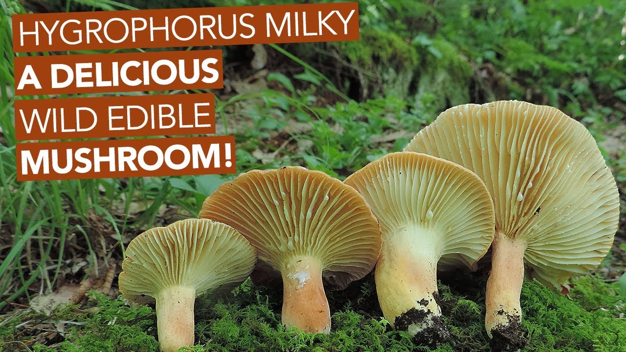 Hygrophorus Milky — A Delicious Wild Edible Mushroom!