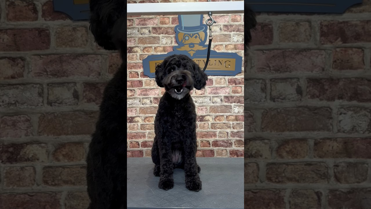 Doggy Daily Episode 169: Maddie the Schnoodle 🐾 #doggrooming #schnoodle