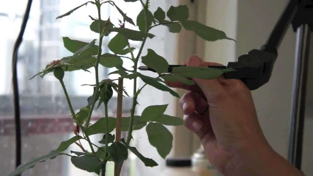 IRHS - Institut de Recherche en Horticulture et Semences