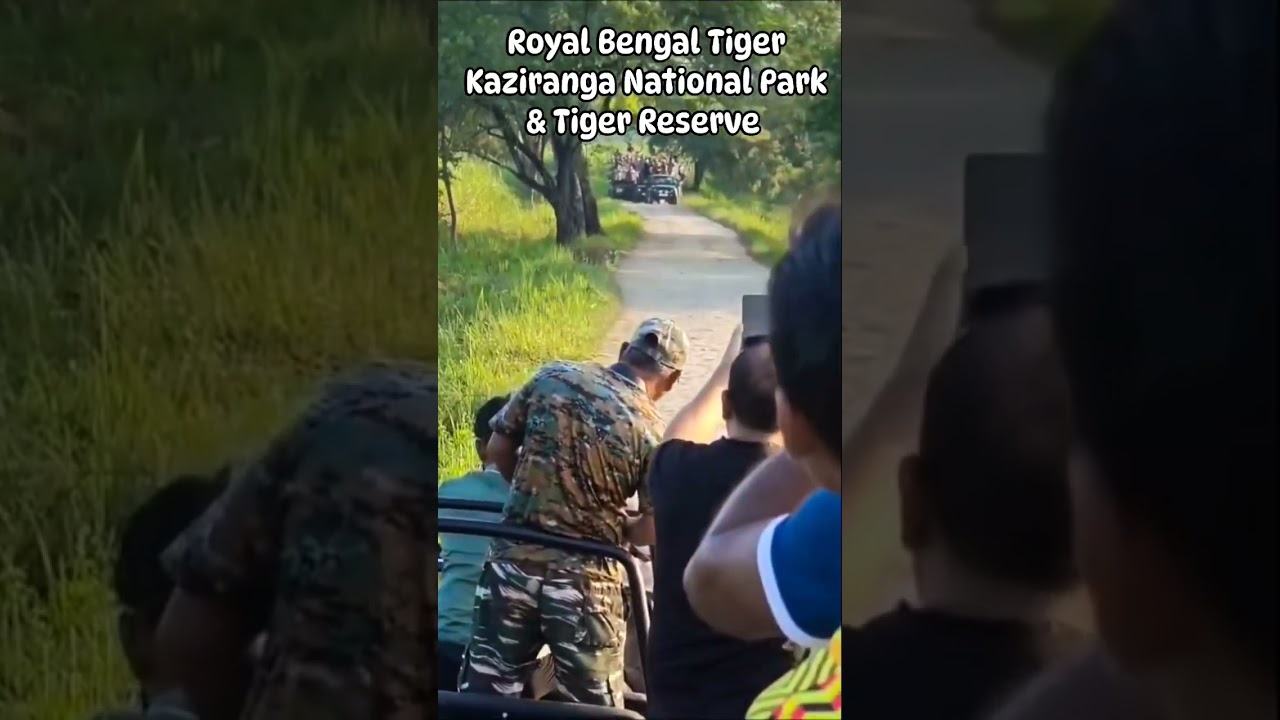 Royal Bengal Tiger sighting || Kaziranga National park & Tiger Reserve #bengaltiger