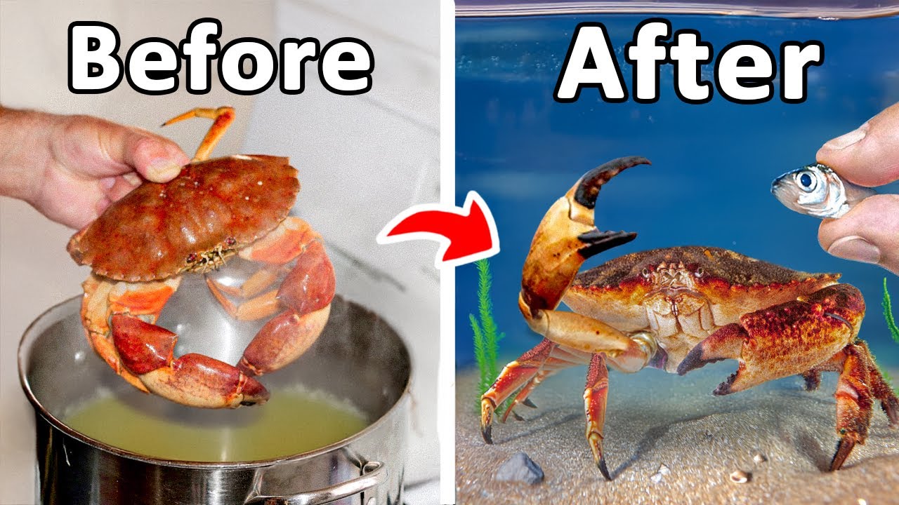 I Raised a Grocery Store Crab as My Pet
