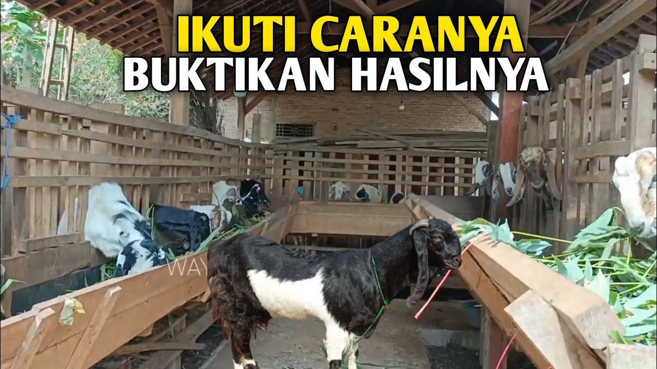 Cara Paling Efektif Supaya Ternak Kambing Berkembang Semakin Banyak