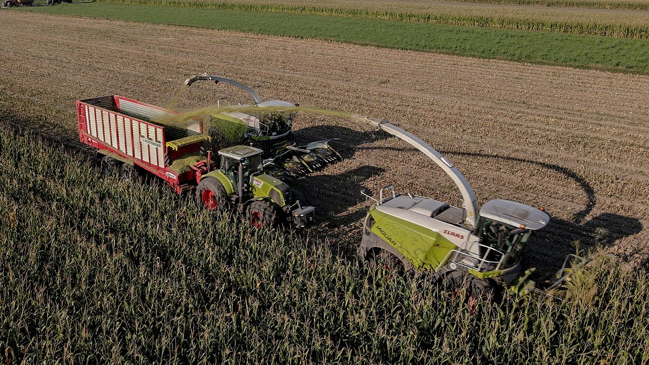 🌽Oporowe Koszenie Kukurydzy 2024 🌽I UR. Bruszewscy I Case na 2 koła🌽4X Claas I 4X MF🌽TheDeutzTeam🌽