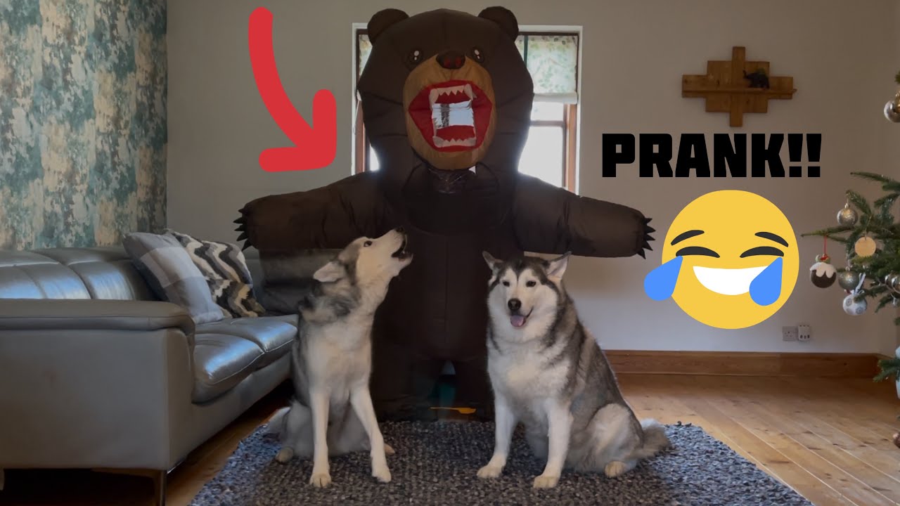 Hilarious Reaction To Me Pranking My Huskies With Bear Costume! [GONE WRONG!] [ELECTRIC BROKE!!!]