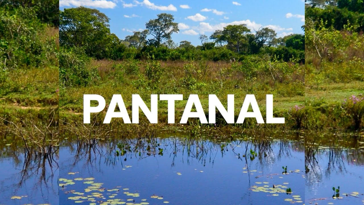 Biomas do Brasil | Ep. 4 | Pantanal: O destino de todas as águas