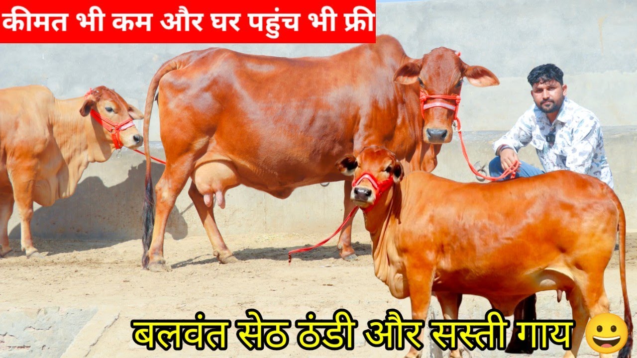 ✨बलवंत सेठ की ठंडी गाय साहीवाल खरीदो 👍 Red Gold 🥇 Champion Sahiwal 🏆 सस्ता फॉर्म करनी डेयरी फॉर्म 🌟