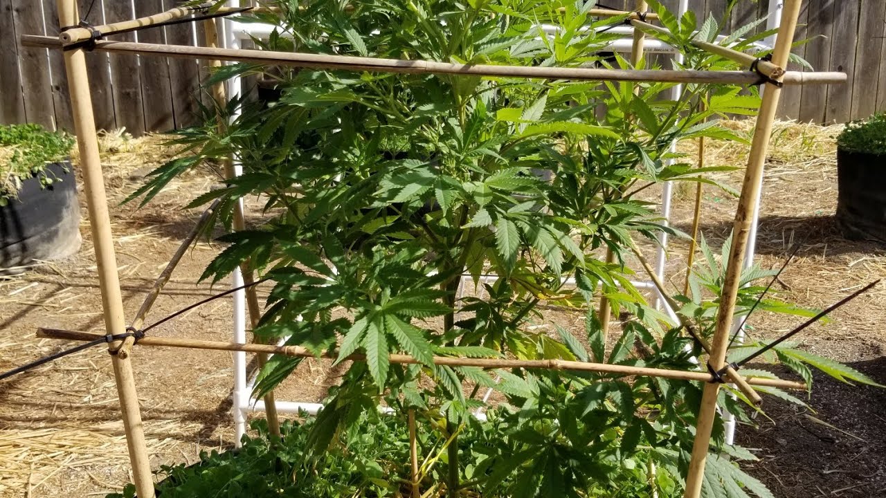 Cannabis Cages garden update