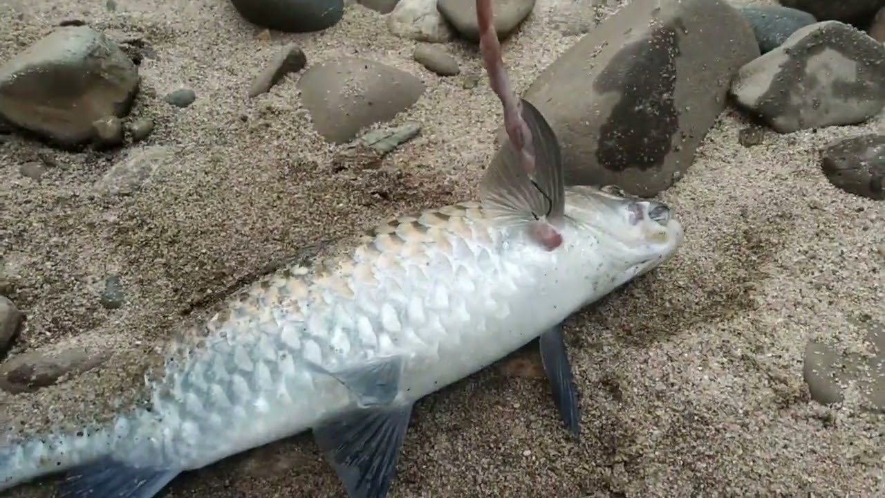 Masheer fishing at Simsang Dalja Chigitcham river #Garo_Hills