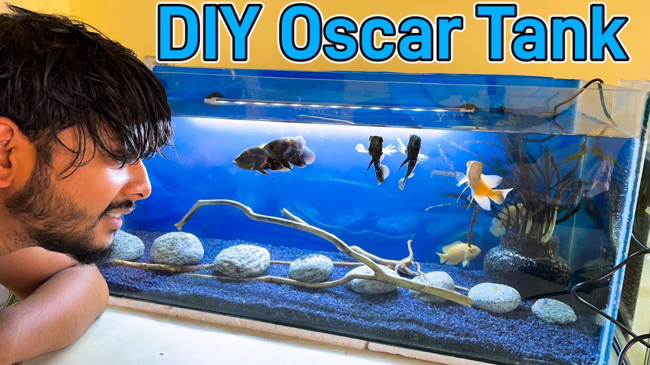 New Oscar Tank with Black Sand🖤 and free Driftwood🤗 🔥Cryptocoryne | New stock Bongaigaon Pet Care