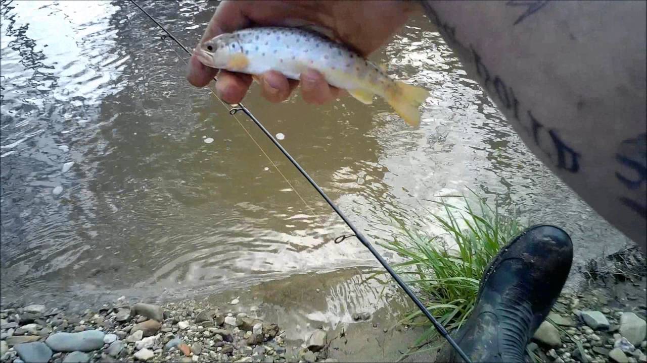 Angling for trout with worms  tips, tricks and how to catch trout